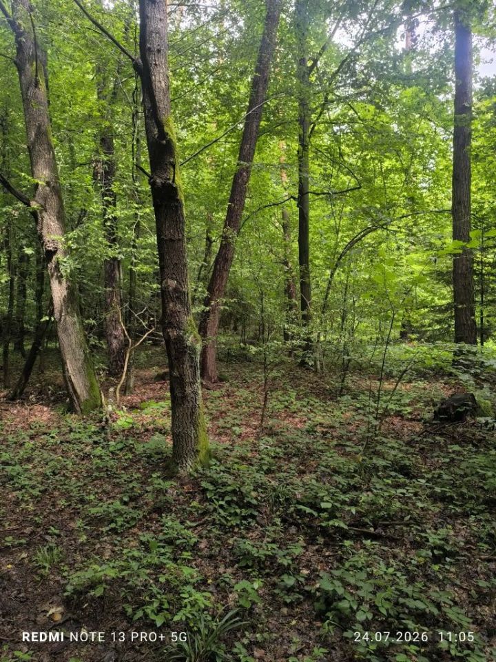 Działka leśna Gogołów. Zdjęcie 7