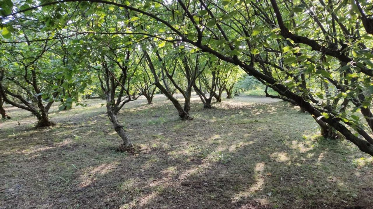 Działka inwestycyjna Kwiatków. Zdjęcie 6