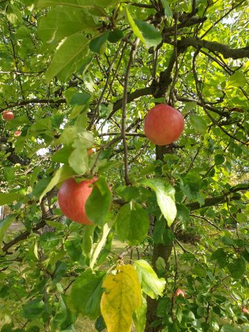 Działka rekreacyjna Wrocław Brochów, ul. Wiaduktowa. Zdjęcie 1