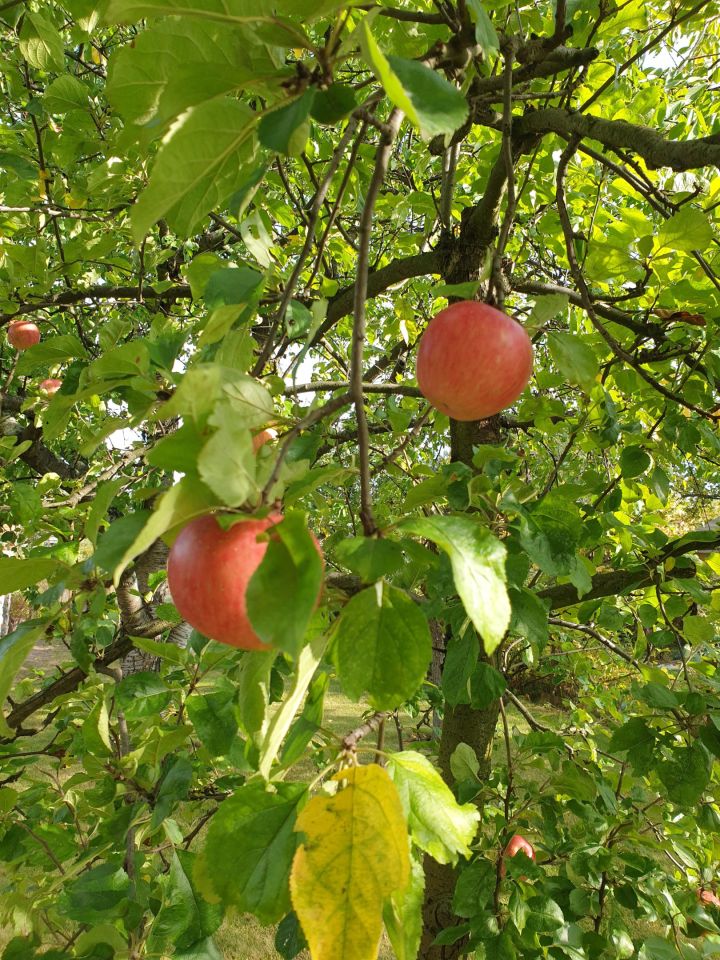 Działka rekreacyjna Wrocław Brochów, ul. Wiaduktowa