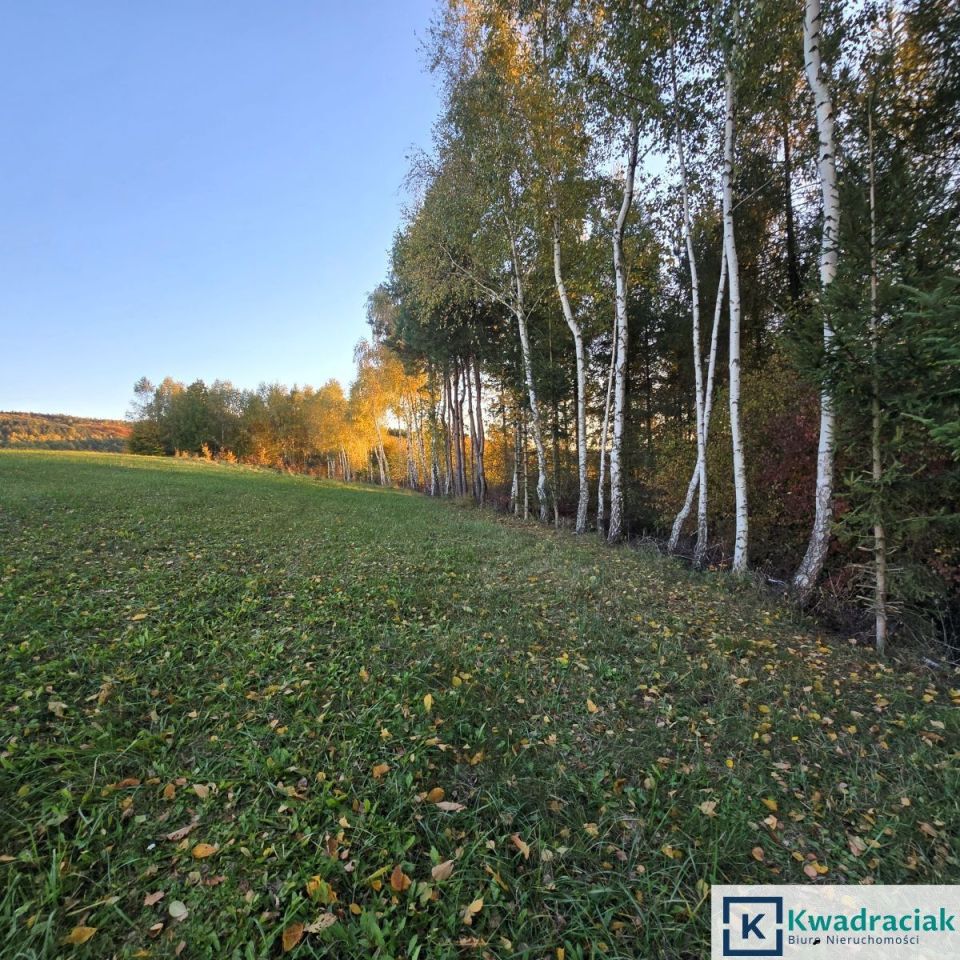 Działka leśna Wolica. Zdjęcie 7