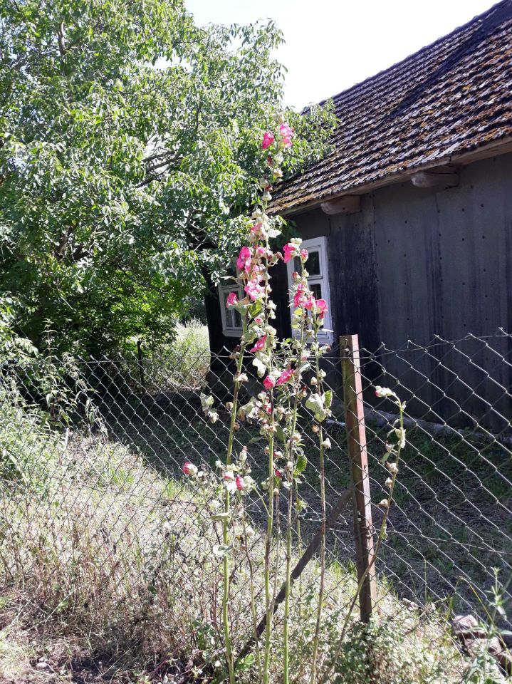 siedlisko Szudziałowo. Zdjęcie 7