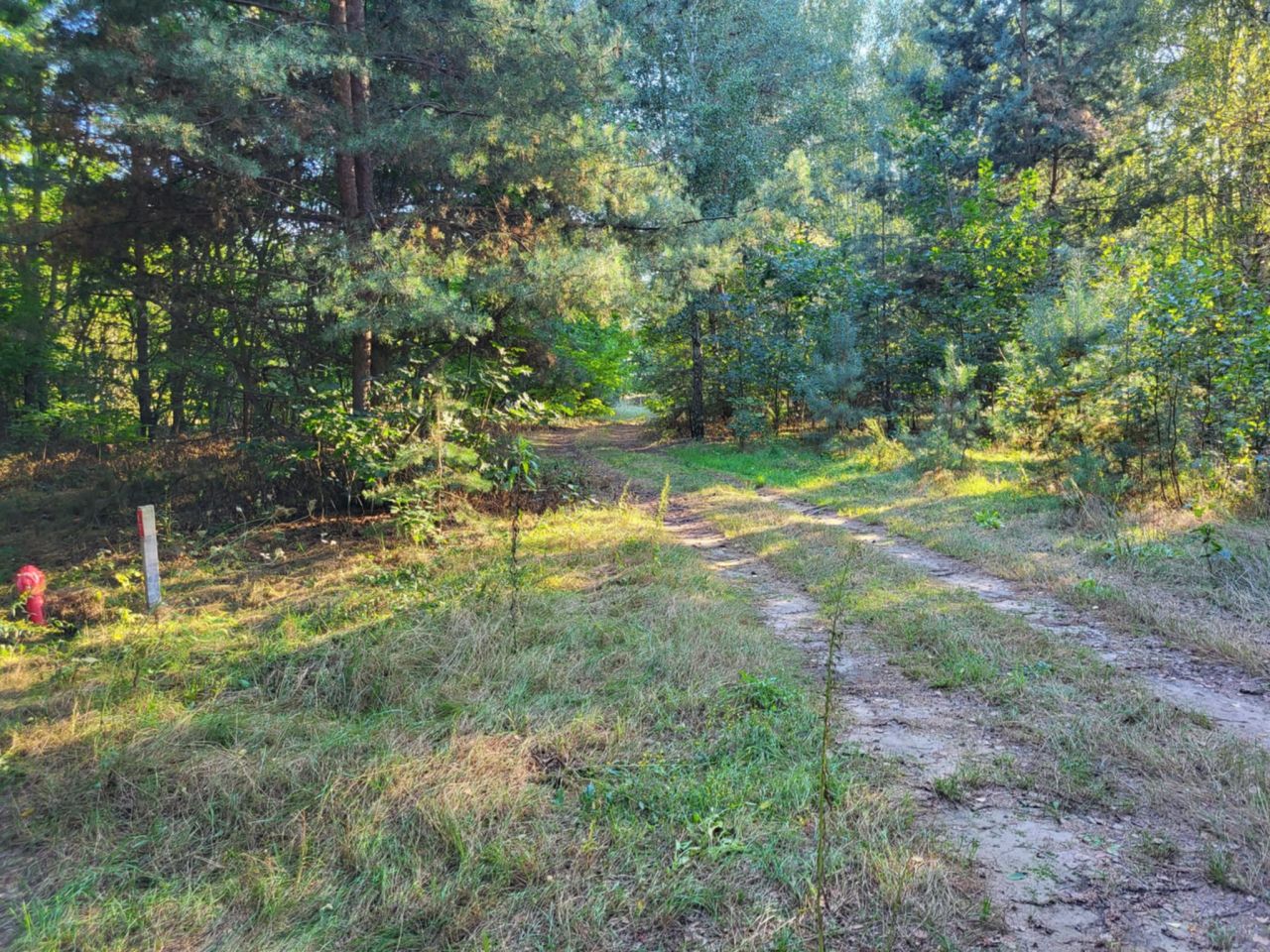 Działka rolna Borszyce. Zdjęcie 3