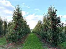 Działka rolna Strączków. Zdjęcie 1