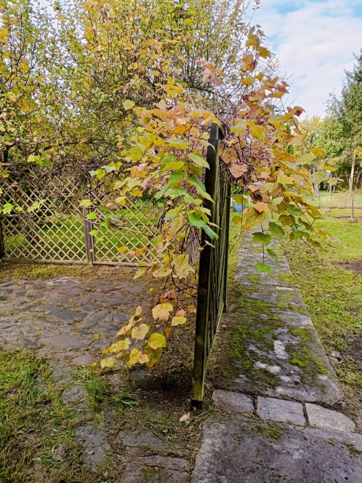 Działka rod Żary. Zdjęcie 5