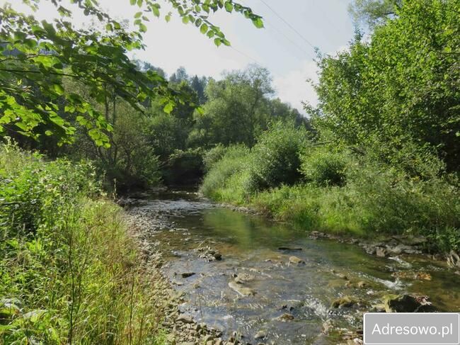 Działka leśna Polana. Zdjęcie 8