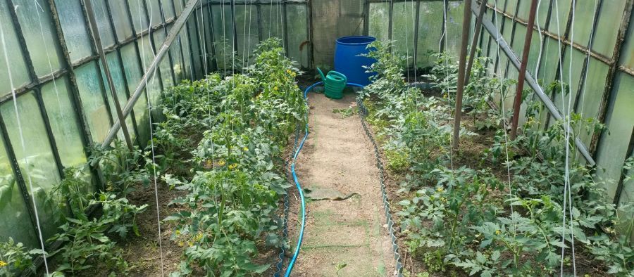 Działka rod Gdynia Obłuże, ul. Zielona. Zdjęcie 6