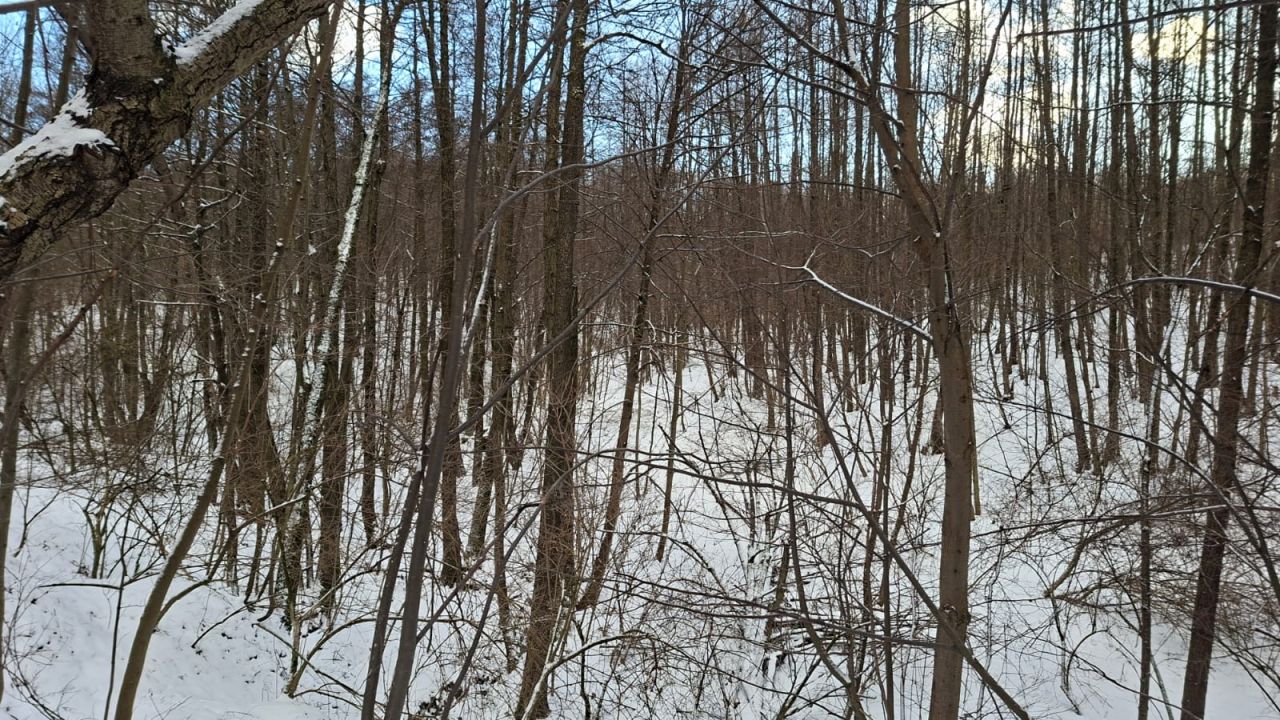 Działka leśna Jaszczurowa Ponikwa. Zdjęcie 5