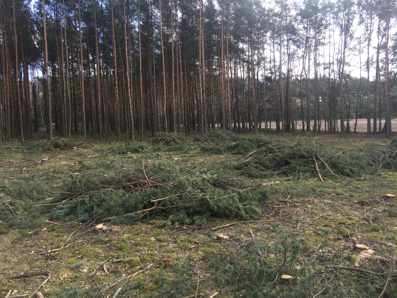 Działka budowlana Zielonka, ul. Koperkowa. Zdjęcie 4