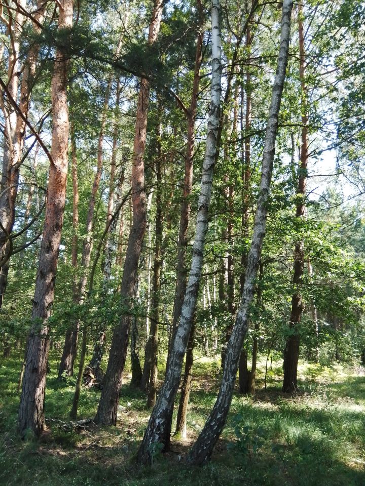 Działka rolno-budowlana Zofia. Zdjęcie 3