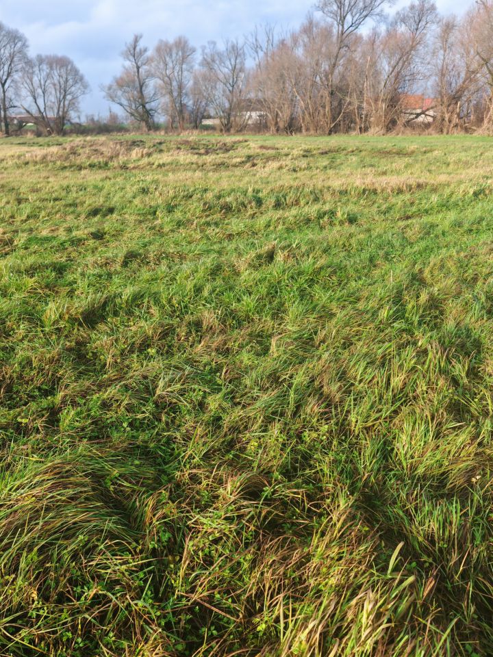 Działka rolna Smolniki. Zdjęcie 2