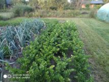 Działka rod Mława. Zdjęcie 2