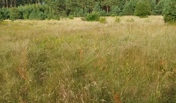 Działka budowlana Piłka