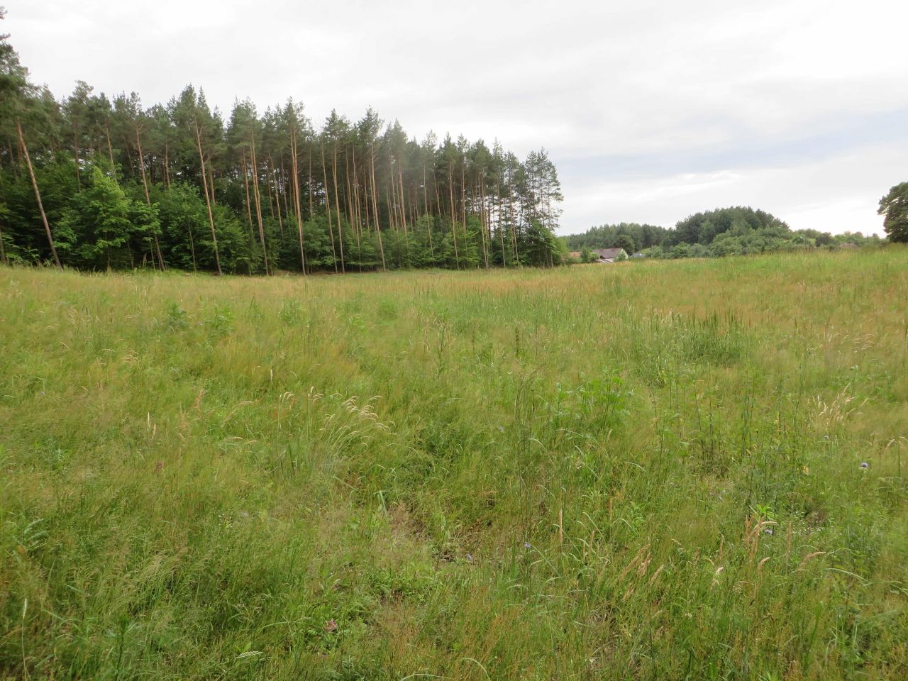 Działka rolno-budowlana Górzyska. Zdjęcie 4