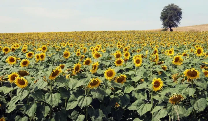 Działka rolna Kiszkowo