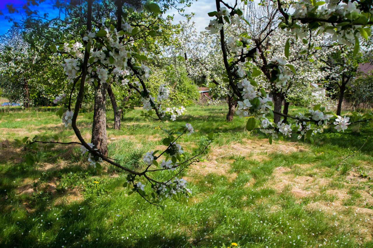 Działka budowlana Zawisze. Zdjęcie 8