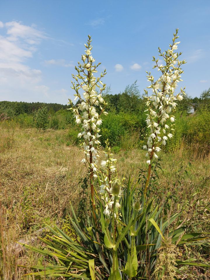 Działka budowlana Mosina, Bławatkowa. Zdjęcie 11