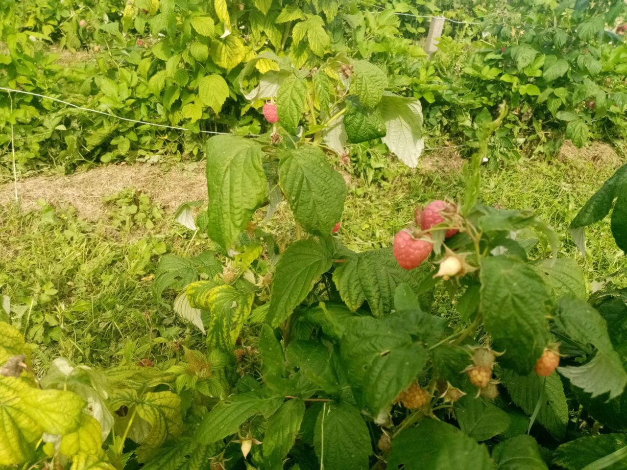 Działka rod Nowe. Zdjęcie 6