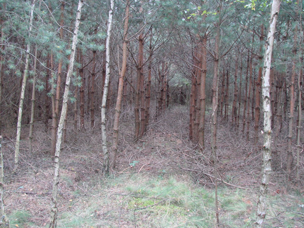 Działka leśna Rędziny. Zdjęcie 10