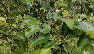 Działka rod Wrocław Brochów, ul. Wiaduktowa