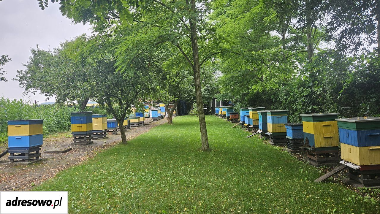 Działka rolna Runowo Krajeńskie. Zdjęcie 1