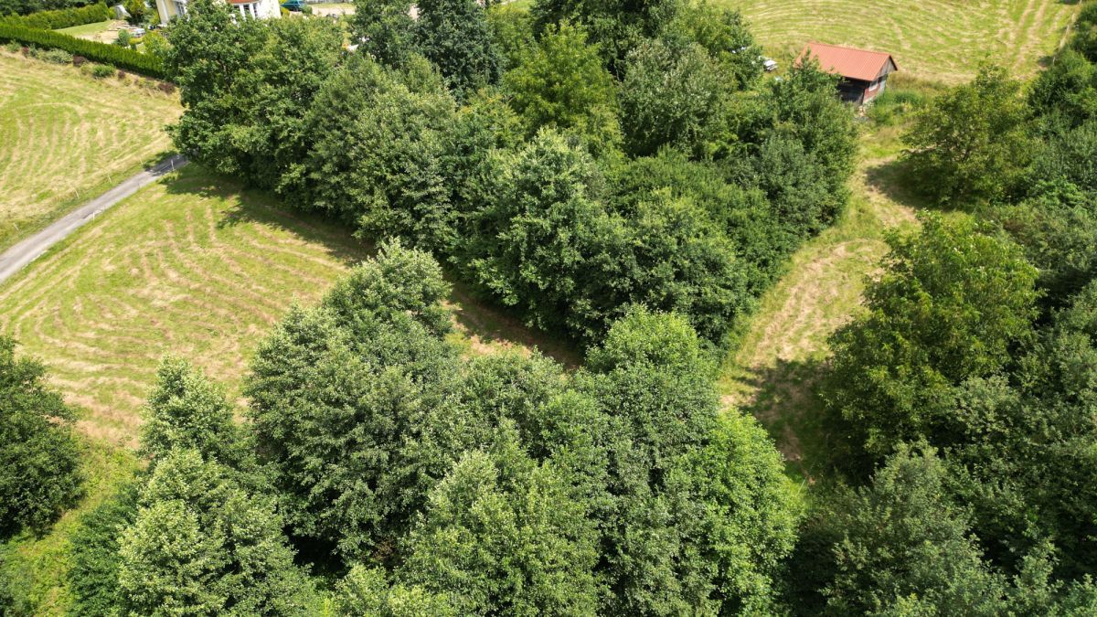 Lokal Gaj Brzyczyna, ul. Spadzista. Zdjęcie 10