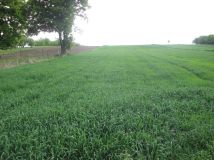 Działka rolna Krępa Górna. Zdjęcie 4