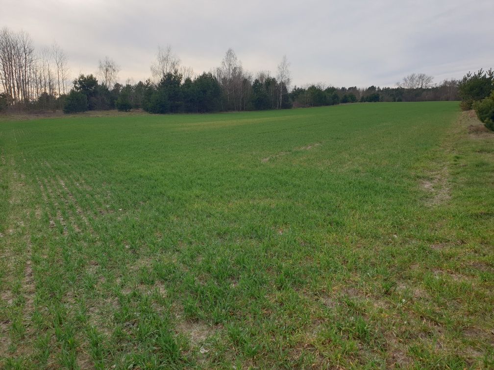 Działka budowlana Rawa. Zdjęcie 7