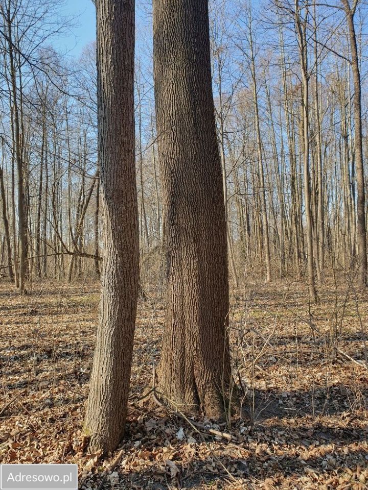 Działka inwestycyjna Wręcza. Zdjęcie 11