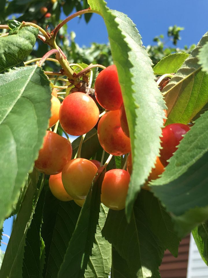 Działka rod Łódź Bałuty, ul. Hodowlana. Zdjęcie 7