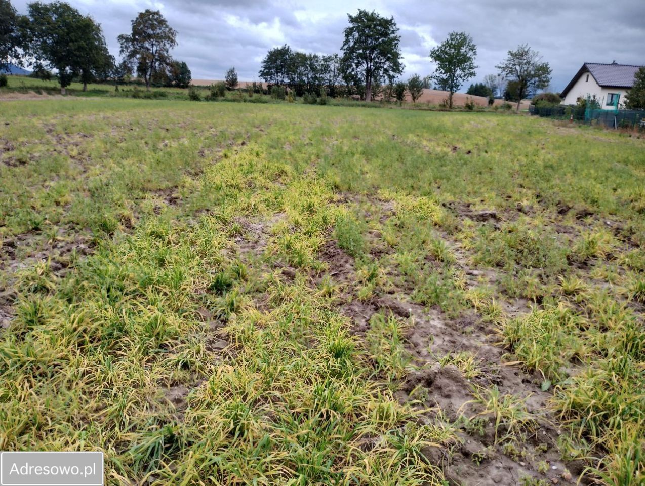 Działka rolno-budowlana Zebrzydów. Zdjęcie 4