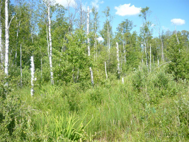 Działka leśna Pomiłowo. Zdjęcie 2