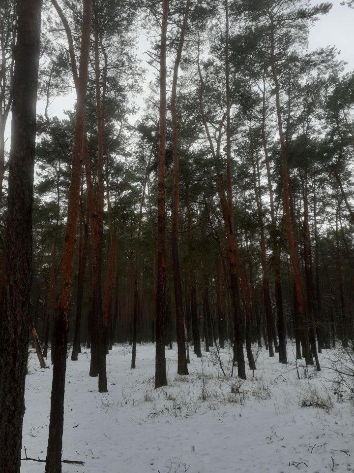 Działka leśna Zakrzewo Kościelne Zakrzewo-Błota. Zdjęcie 2