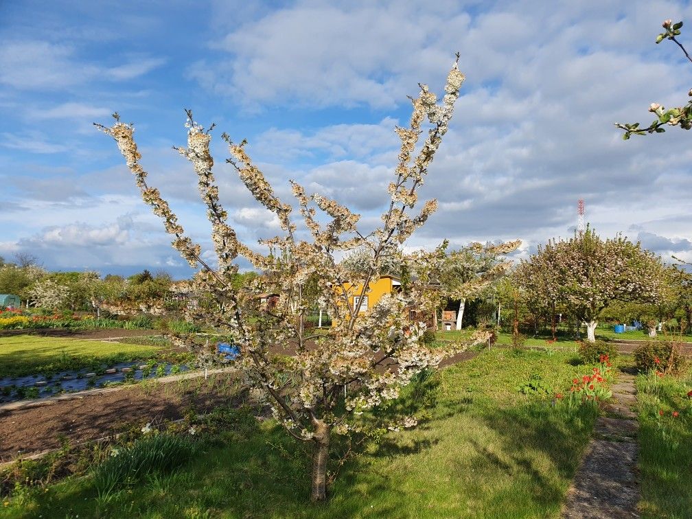 Działka rod Malbork, ul. Toruńska. Zdjęcie 2
