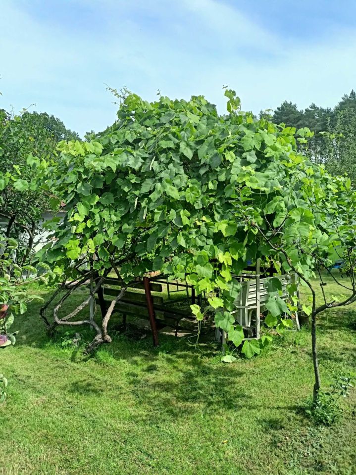 Działka rod Zielona Góra. Zdjęcie 2