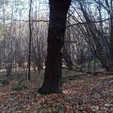 Działka leśna Żerosławice, działka nr 222. Zdjęcie 1