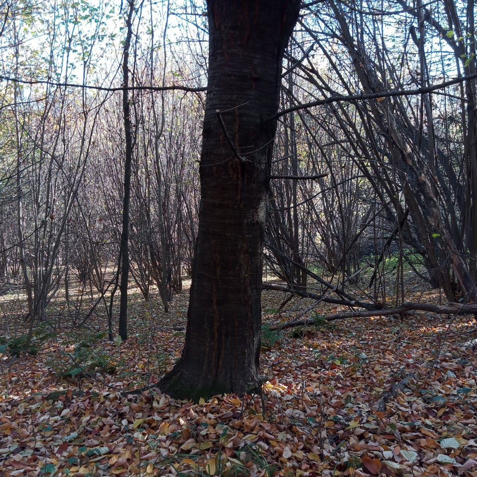 Działka leśna Żerosławice, działka nr 222. Zdjęcie 2