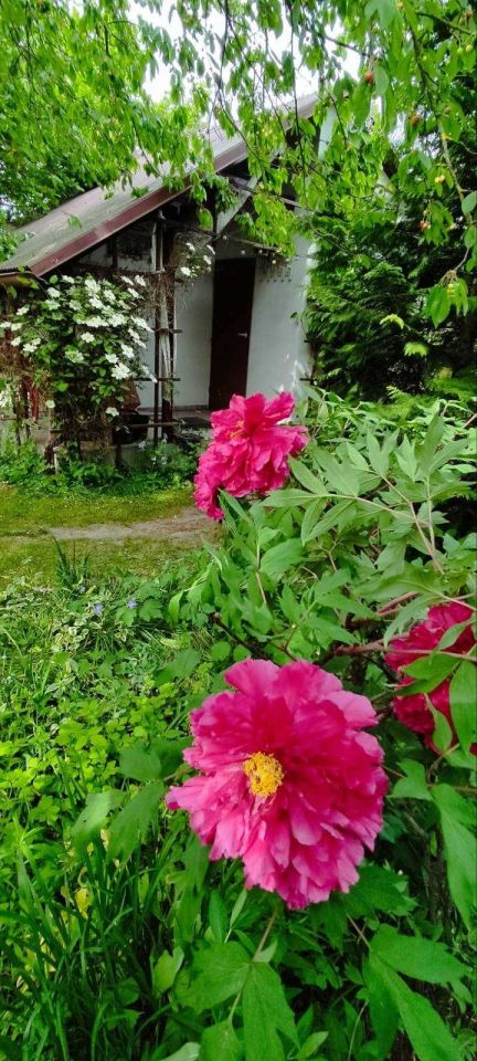 Działka rod Poznań Naramowice, ul. Miętowa. Zdjęcie 5