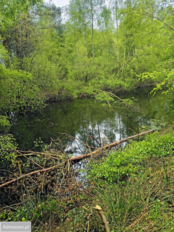 Działka siedliskowa Kobylasz