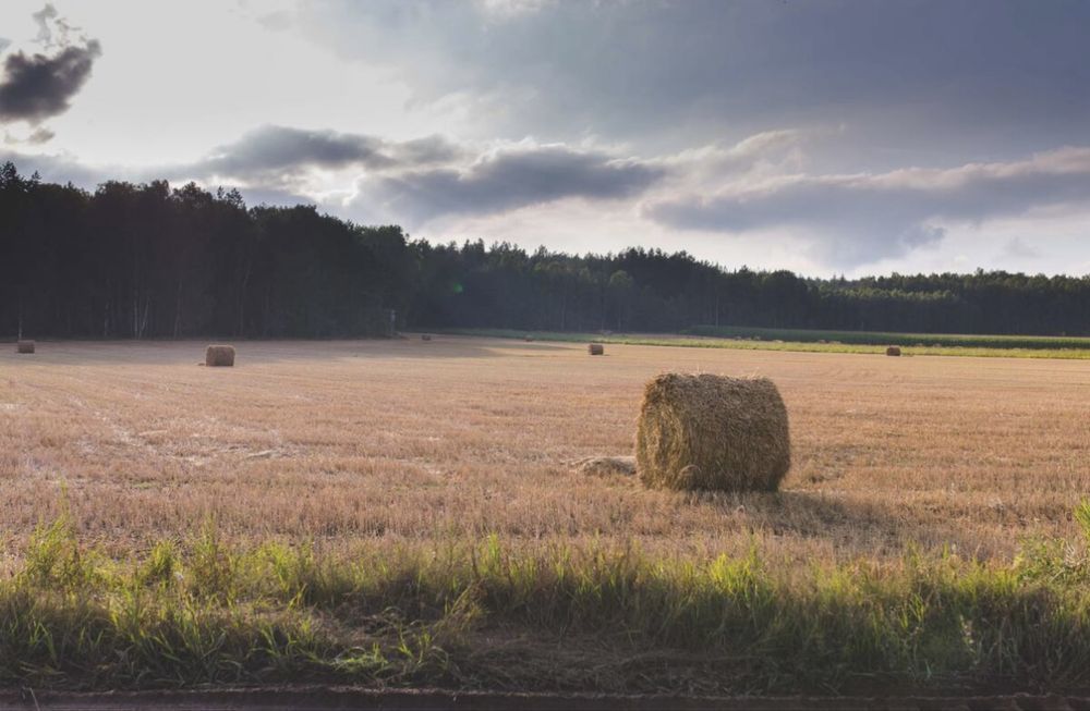 Działka Zawady. Zdjęcie 6