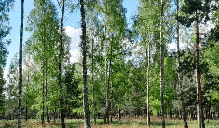 Działka budowlana Leszno, Biała