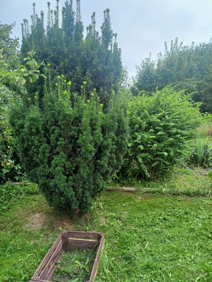 Działka rod Strzegom. Zdjęcie 6