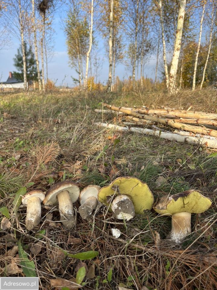 Działka budowlana Nakla, ul. Glinowska. Zdjęcie 12