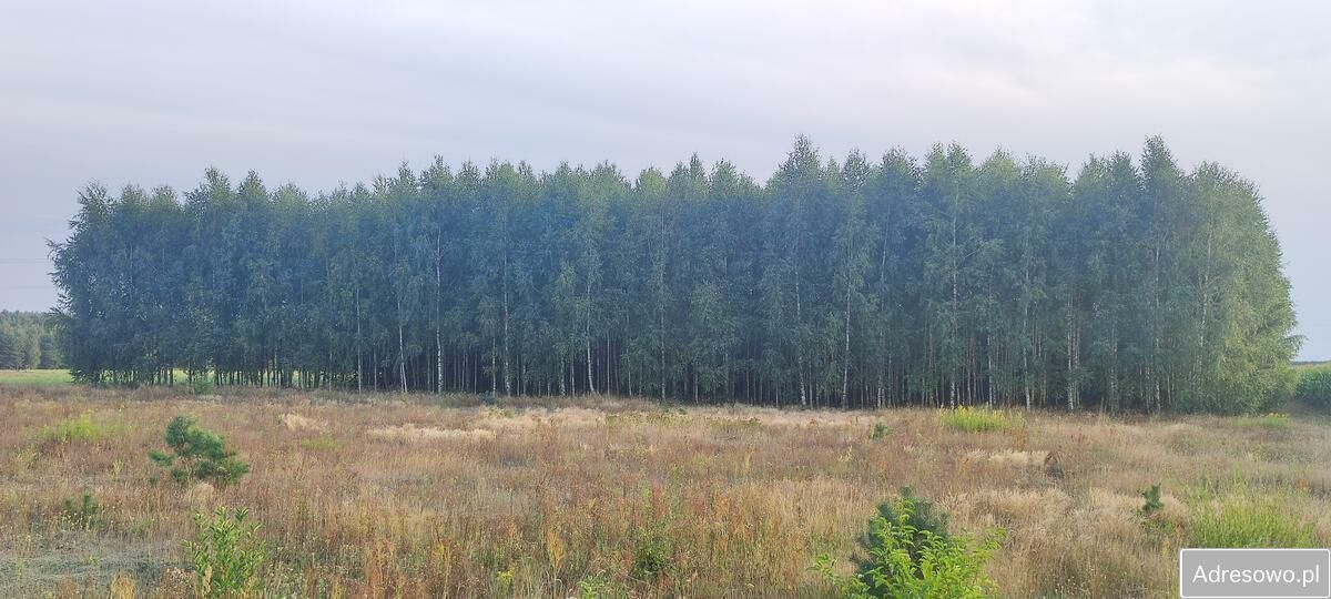 Działka siedliskowa Rosy. Zdjęcie 15