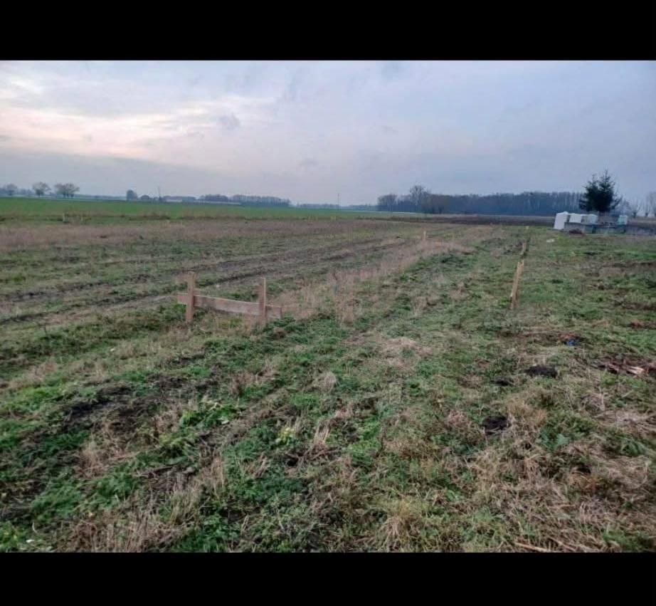 Działka rolno-budowlana Zarębin. Zdjęcie 2