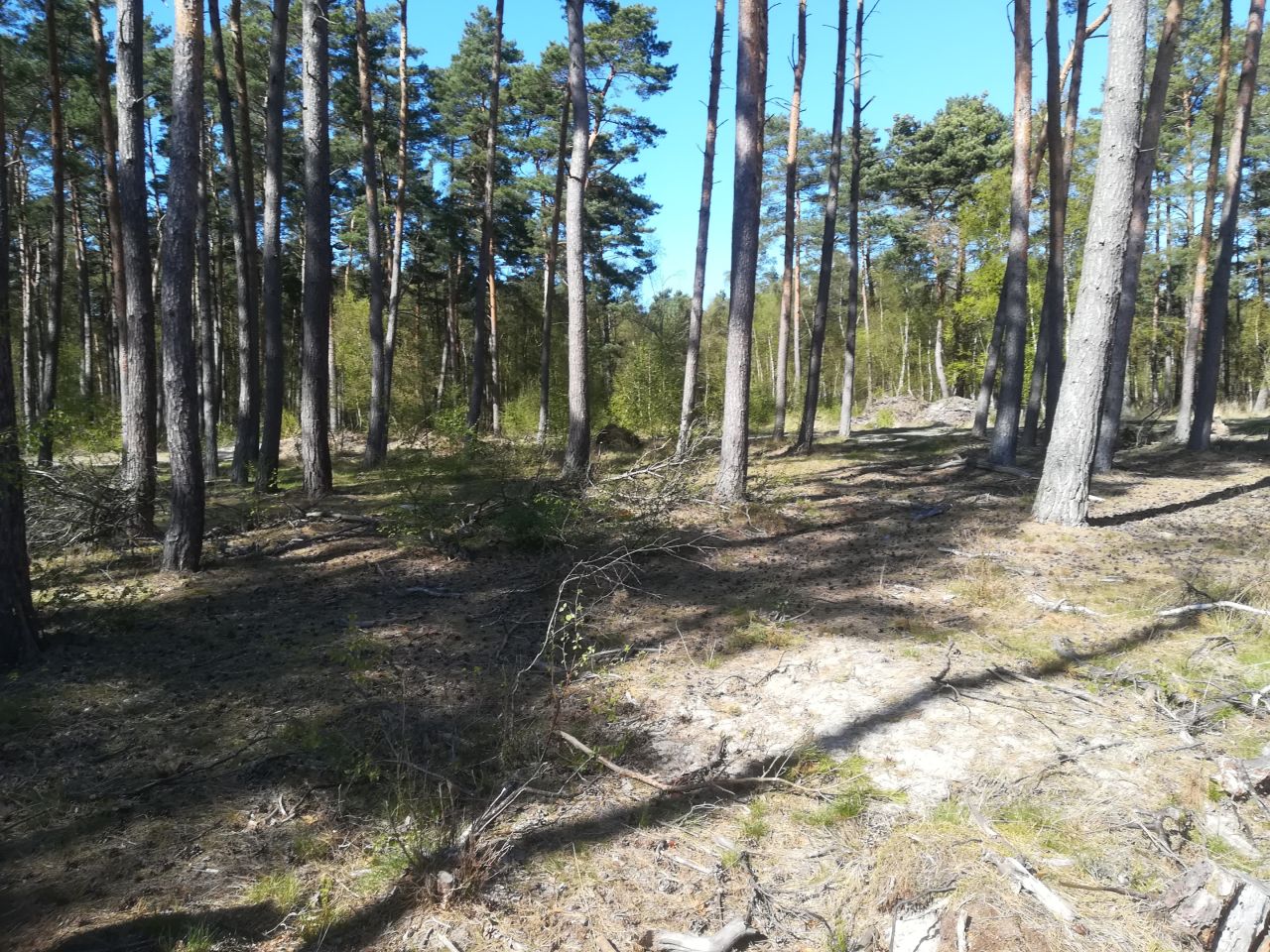 Działka budowlana Dziwnów, ul. Daglezji. Zdjęcie 5