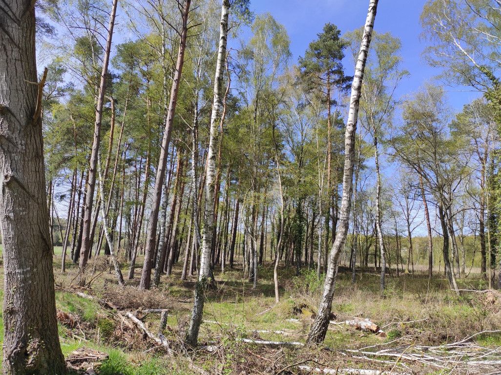 Działka budowlana Chomino. Zdjęcie 4