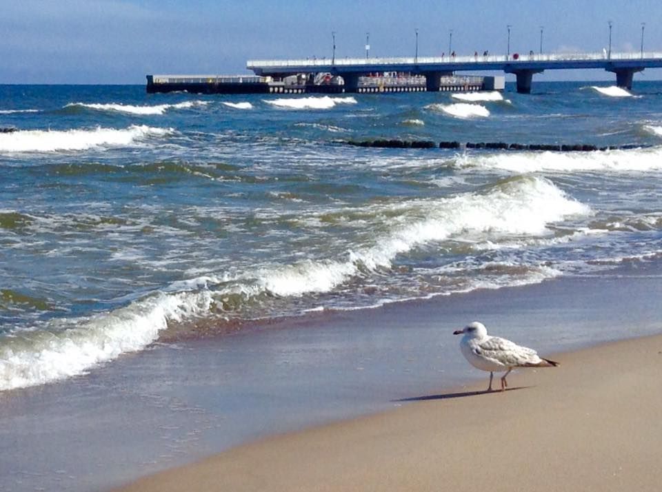 Działka budowlana Niemierze. Zdjęcie 14
