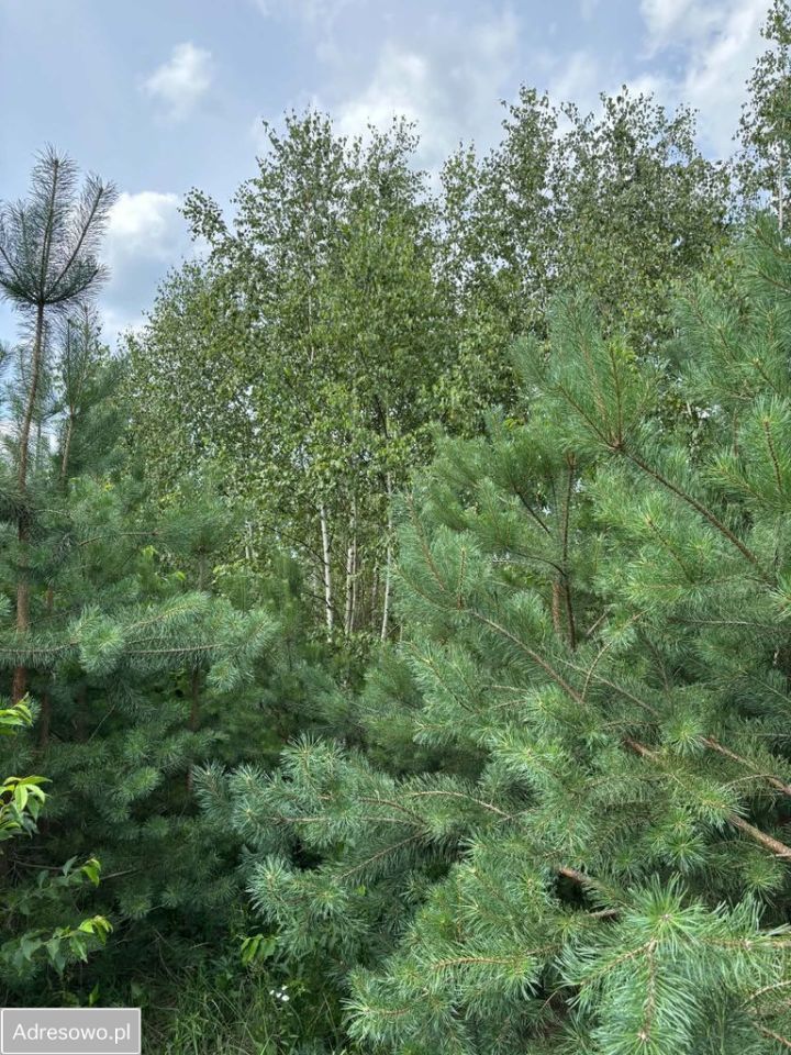 Działka budowlana Strzeniówka, ul. Magnolii. Zdjęcie 3