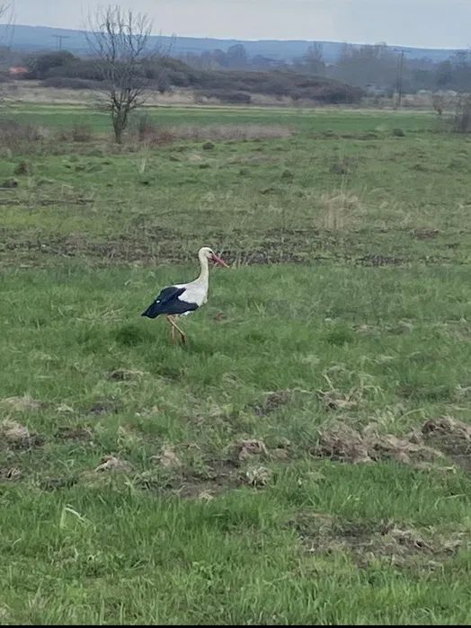 Działka rolno-budowlana Mysłów, ul. Rędzińska. Zdjęcie 5